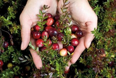 cranberry-lekkernijwinkel
